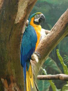 Macaws+facts