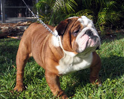 DOGS - BRITISH BULLDOG